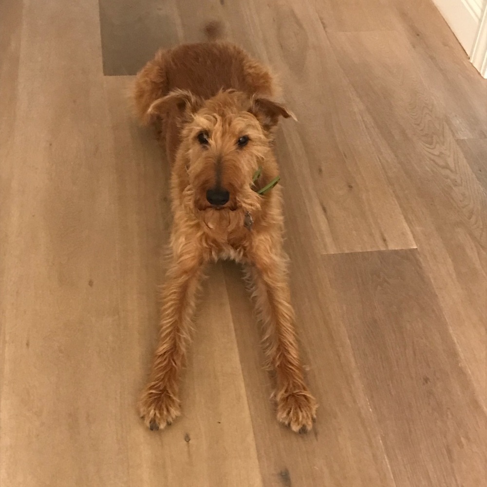 Meet your Posher, Milo